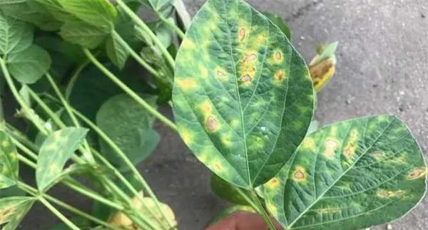 大豆花叶病毒病的表现症状
