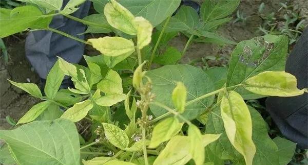 大豆花叶病毒病如何防治