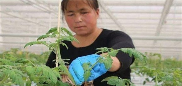 番茄换头整枝技术
