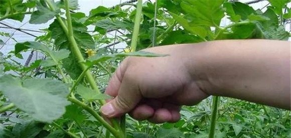 番茄换头整枝应注意事项