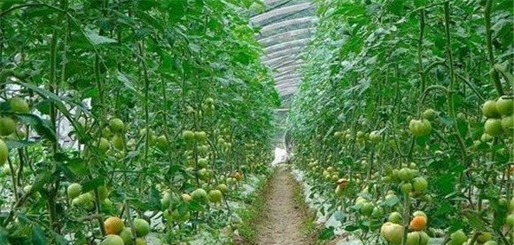 番茄换头栽培的病虫害防治