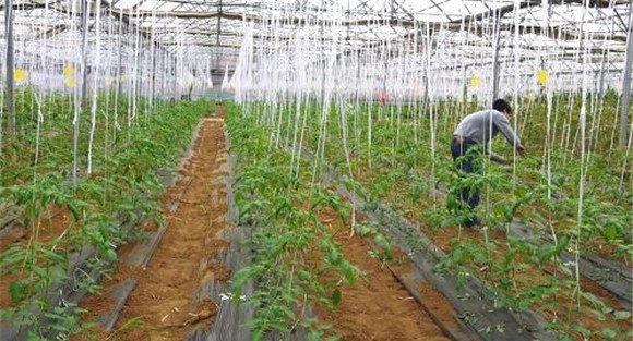 番茄定植注意事项有哪些