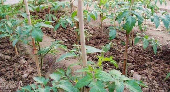 番茄定植后如何蹲苗
