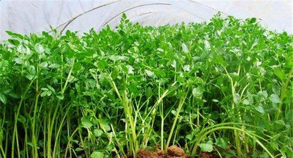 芹菜对温度的要求
