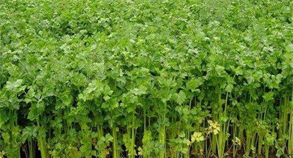 芹菜对土壤的要求