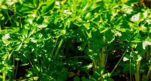 芹菜对肥料的要求