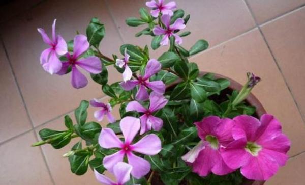 芝麻饼肥富含哪些养分