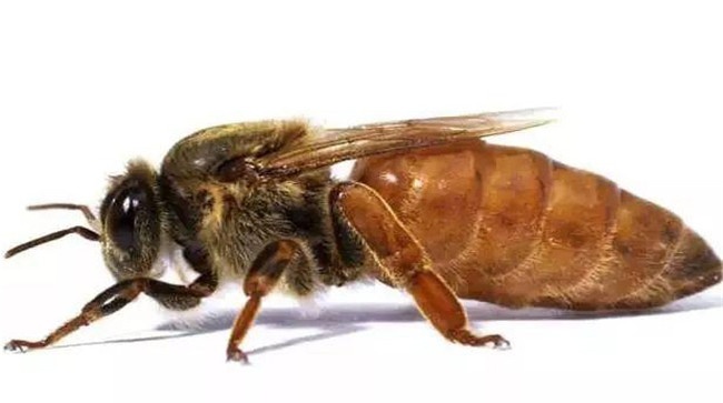 蜂王是如何产生的
