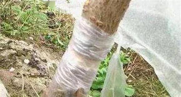 果树扒皮注意事项