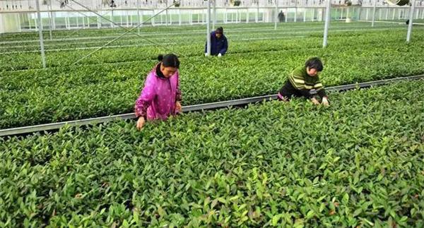 如何做好扦插茶树苗圃的管理