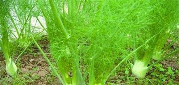 球茎茴香的生长条件