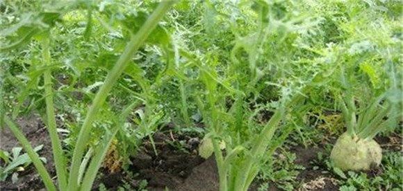 球茎茴香种植方法