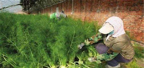 球茎茴香的采收方法