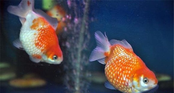 珍珠鱼饲养环境
