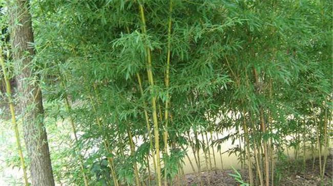 黄槽竹的变种、变型及品种有哪些