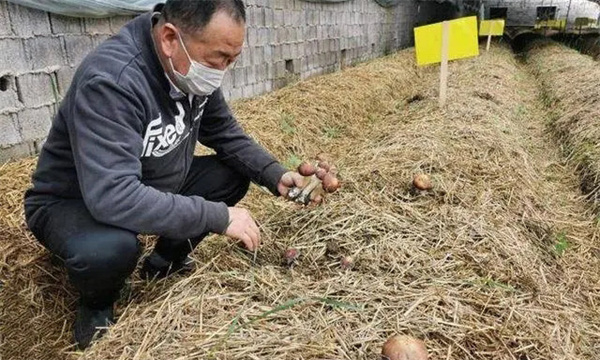 如何利用稻草栽培大球盖菇