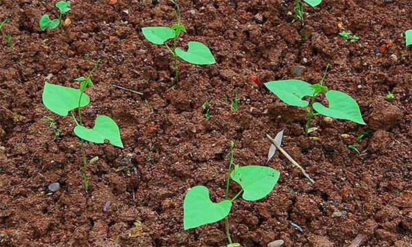 阳台种菜之四季豆的种植方法