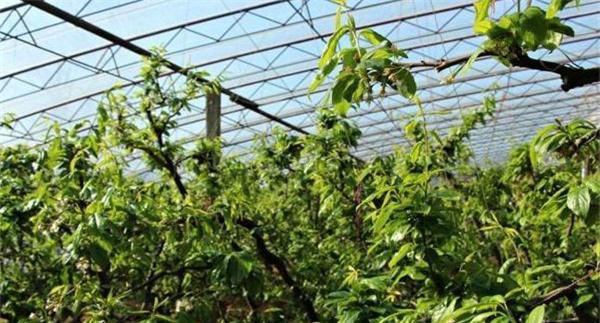 李树设施栽培怎样栽植