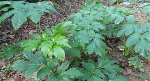 沙参种植方法和时间