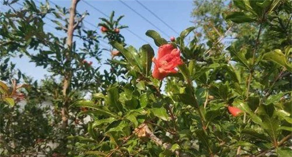 为什么石榴开花却结不住果