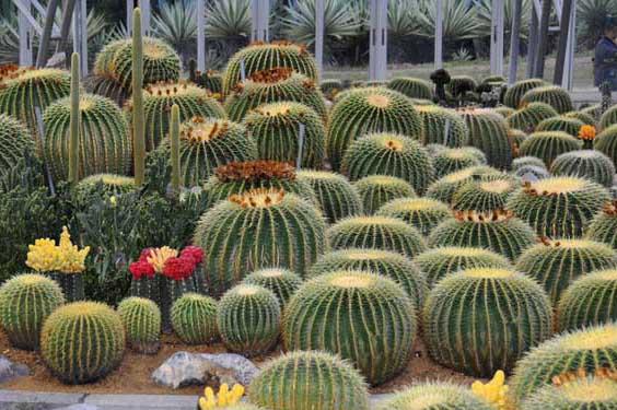 仙人球种植方法