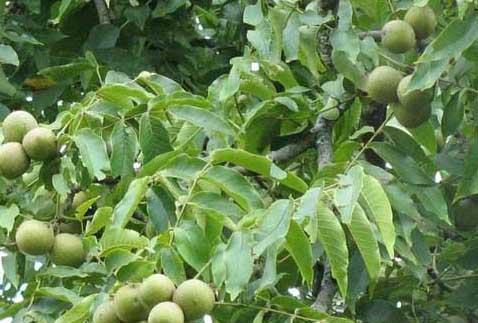 核桃种植方法