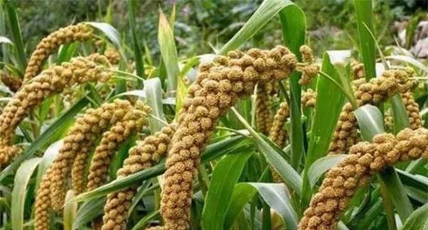 谷子的分布
