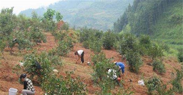油茶树种植技术及管理须知
