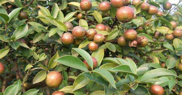 油茶树种植技术