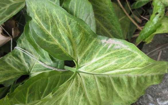 万年青种植方法