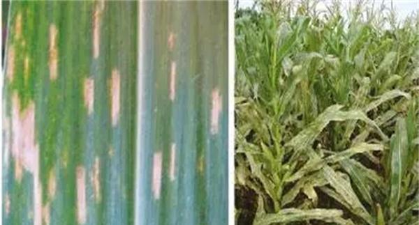 玉米灰斑病的症状及防治方法