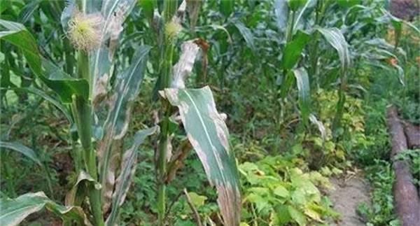 玉米灰斑病防治方法