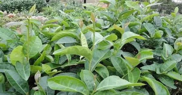茶树繁殖的方法有哪些