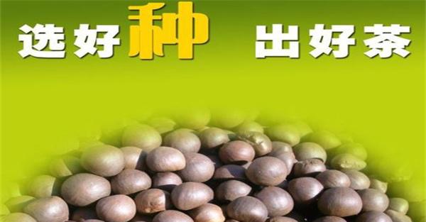 茶树种子繁殖有何优缺点