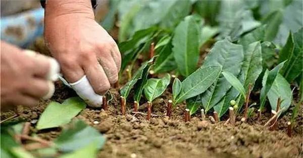 茶树营养繁殖有何优缺点