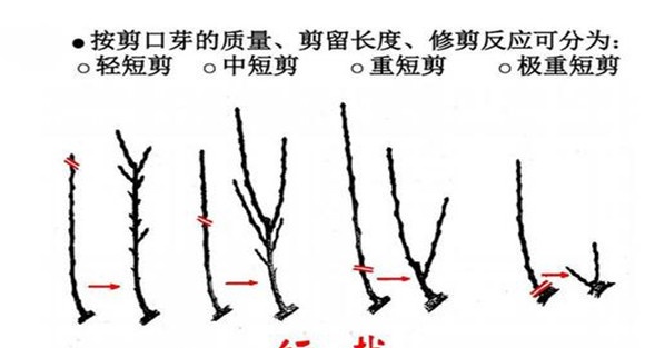 短截