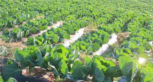 抱子甘蓝种植时间及其栽培方式