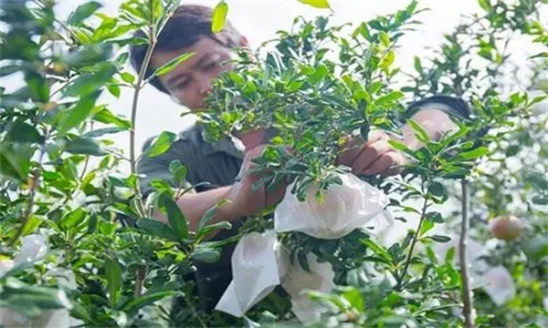 石榴树夏季修剪措施主要有哪些