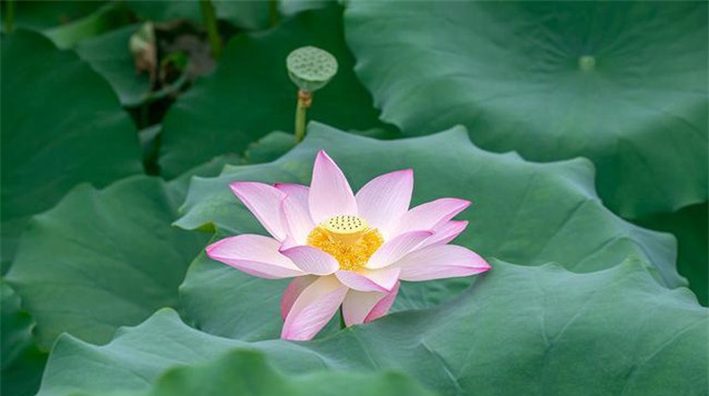 荷花和莲花有区别吗