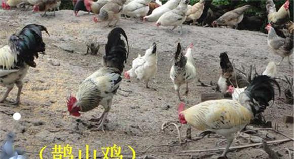 鹊山鸡简介