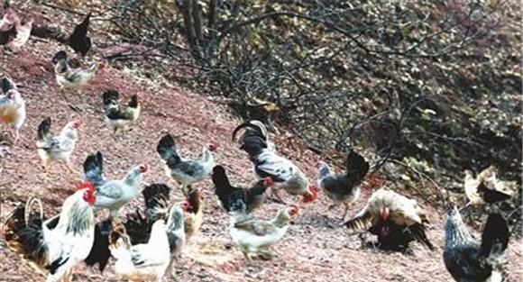 鹊山鸡养殖技术要点