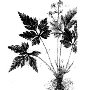 黄芪的功效与作用