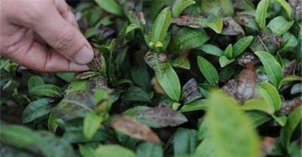 预防茶树冻害的有效措施
