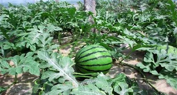 西瓜的田间管理要点