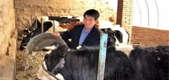 如何预防牛误食塑料薄膜