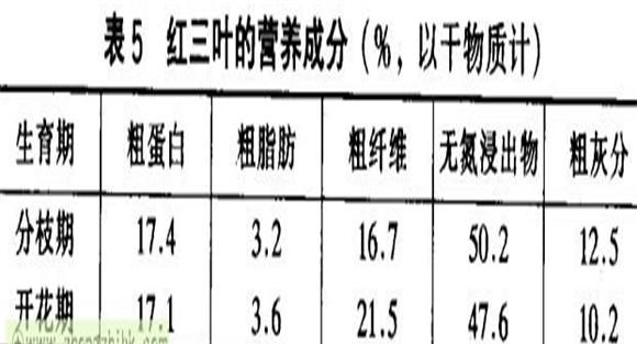 红三叶草的功效 红三叶经济价值及功效