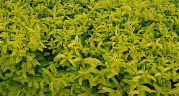连翘种植密度