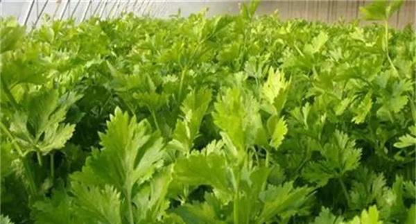 如何春早熟栽培香芹
