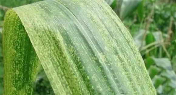 玉米矮花叶病传播途径