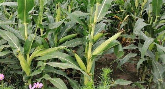 玉米矮花叶病的防治方法